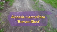 Odc. 448-Alocasia macrorrhiza Borneo giant-wysiew.  Papaja formosa?
