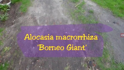 Odc. 448-Alocasia macrorrhiza Borneo giant-wysiew.  Papaja formosa?