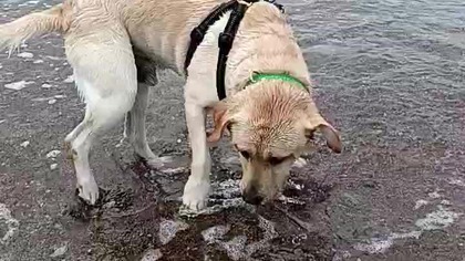 Chmurnie nad Bałtykiem! Pogoda nad Morzem! Przerwa od deszczu w Łazach - więc Rubik i SK na plaży!