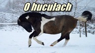 Krótko o koniu huculskim