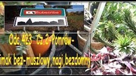 Odc. 423 Cz. 2-Pomrów- ślimak bez-muszlowy,nagi,bezdomny brązowy, czarny.  Zwalczanie. CDN