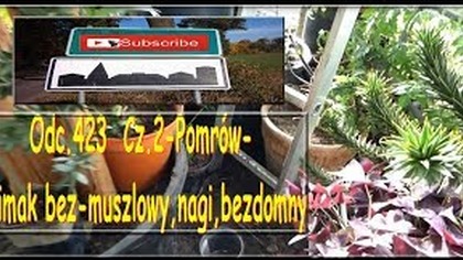 Odc. 423 Cz. 2-Pomrów- ślimak bez-muszlowy,nagi,bezdomny brązowy, czarny.  Zwalczanie. CDN