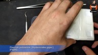 HYSTEROCRATES GIGES - GRUPÓWKA L1    OPIS | BARTEK BOKSER