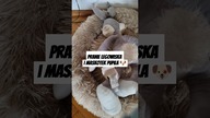 Czyste legowisko, szczęśliwy pies - pranie i odświeżenie maskotek! #uporzadkowana #pranie #pies