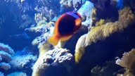 Mini rafa koralowa (zoo Warszawa)