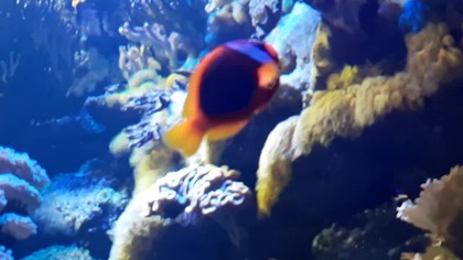 Mini rafa koralowa (zoo Warszawa)