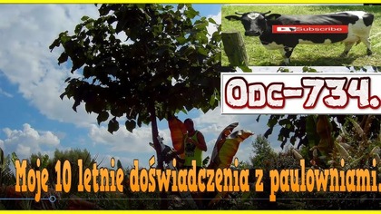 Odc-734. 10ecio letnie doświadczenia z paulowniami z nasion i 3 letnie z paulowniami oxytree.