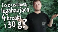 CO Z USTAWĄ LEGALIZUJĄCĄ 4 KRZAKI I 30 GRAMÓW MARIHUANY?