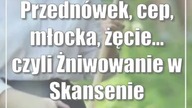 Przednówek, cep, młocka, żęcie...  czyli Żniwowanie w Skansenie