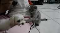 Kot wkurza psa :)