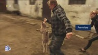 TVP1 HD - Fragment zapowiedzi, reklamy, początek Autor Nieznany (14. 12. 2021)