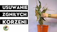 Czyszczenie zgniłych korzeni krok po kroku - jak uratować gnijące, przelana roślinę domową