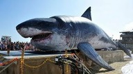 Dowody Na To, Że Megalodon Wciąż Żyje