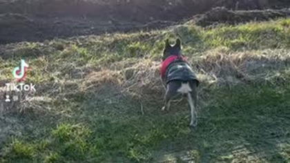 video-590d44c21e3d42ab56fc0cc07c95be8e-V