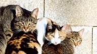 Three cats - opticall illusion - play for kids
