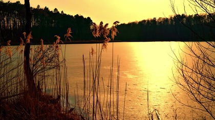 Evening Lake Birds at Sunset  Natural Nature Soundscape 