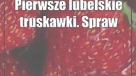 Pierwsze lubelskie truskawki.  Sprawdzamy ceny i aż trudno uwierzyć, jak jest drogo