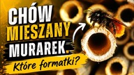 Chów mieszany murarek.  Które formatki?