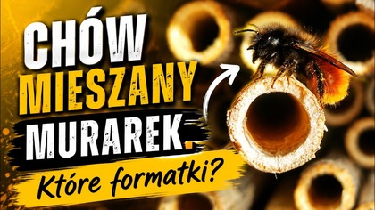 Chów mieszany murarek.  Które formatki?