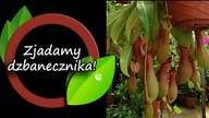 Zjadamy roślinę mięsożerną - dzbanecznik.