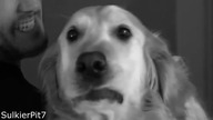 its my birthday but Chica is dying inside