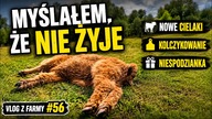 Myślałem, że cielak nie żyje później zaczęła się gonitwa | Vlog z farmy #56