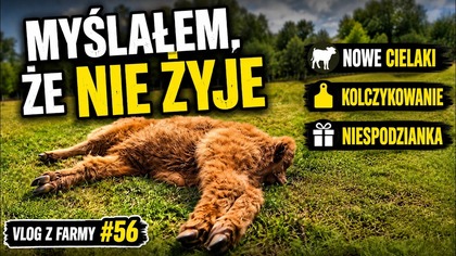 Myślałem, że cielak nie żyje później zaczęła się gonitwa | Vlog z farmy #56