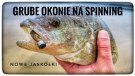 GRUBE OKONIE NA SPINNING // nowe jaskółki ciąg dalszy // 2024