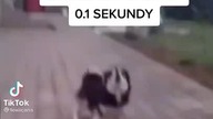 Moja pani od niemieckiego gdy nie przetłumacze zdania na polski w 0. 1 sekundy #shorts