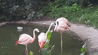 A conflict on Chilean Flamingo enclosure #zoowarsaw 