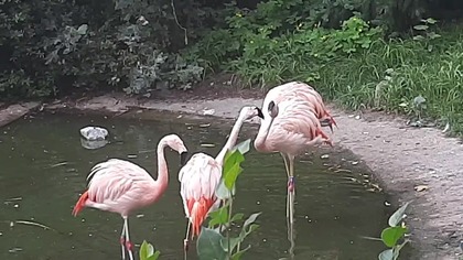 A conflict on Chilean Flamingo enclosure #zoowarsaw 
