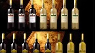 Volare - Winowino