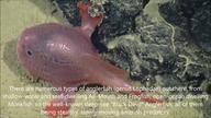 Anglerfish - A Spiritual Meaning