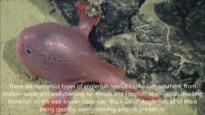 Anglerfish - A Spiritual Meaning