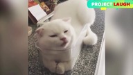 LIKE A BOSS COMPILATION  #33