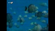 Taniec Z Szatanem Rtl 7 VID-1700403187912