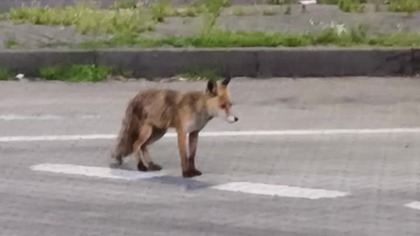 Kichający lis 