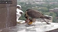 Sok&oacute;ł Upolował swoją ofiarę !!!