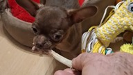 Pierwsza kość Tolka #Chihuahua