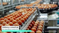 Hodowcy o cenach jaj.  Nie mają dobrych wiadomości [KS Meteo & Business]