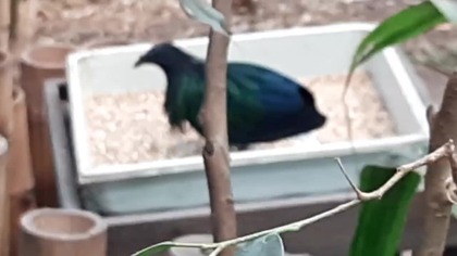 Nikobarczyk / Nicobar Pigeon