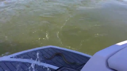 Pływający grzechotnik znajduje sposób jak wejść na łódź