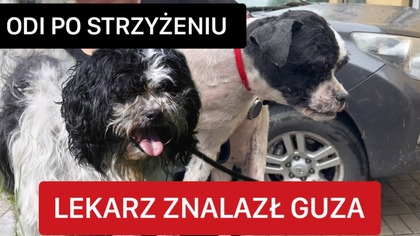 NOWY PIES PO WIZYCIE U WETERYNARZA .