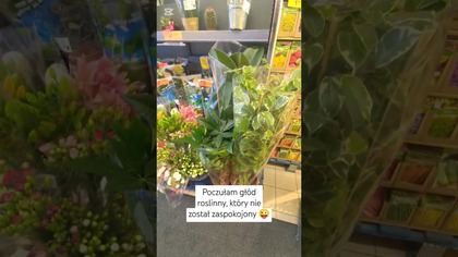 Nowości roślinne w Biedronce  ale nie u mnie #biedronka #roślinydoniczkowe #plants #roślinydomowe