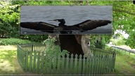Dąb Bażyńskiego  dąb szypułkowy, pomnik przyrody, drzewka w betnie. Kadyny-Zalew wiślany-Kormoran