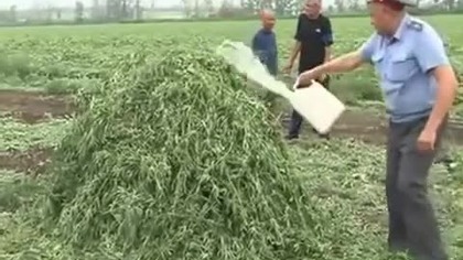 Ruska policja pali trawe