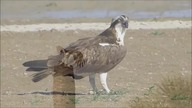Osprey tribute (Free Animal)