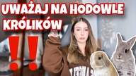 Czy kupno królika z hodowli to dobry pomysł?