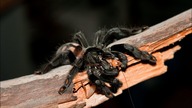 Przeprowadzka oraz info gatunkowe samica Psalmopoeus irminia