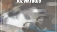 Świdnik: Bezpłatne zabiegi dla zwierząt